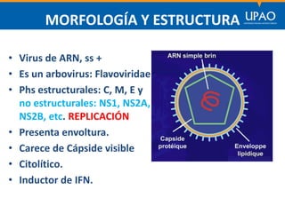 SECCIÓN DE POSTGRADO DE CIENCIAS DE LA COMUNICACIÓN
MORFOLOGÍA Y ESTRUCTURA
• Virus de ARN, ss +
• Es un arbovirus: Flavoviridae
• Phs estructurales: C, M, E y
no estructurales: NS1, NS2A,
NS2B, etc. REPLICACIÓN
• Presenta envoltura.
• Carece de Cápside visible
• Citolítico.
• Inductor de IFN.
 