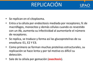 SECCIÓN DE POSTGRADO DE CIENCIAS DE LA COMUNICACIÓN
REPLICACIÓN
• Se replican en el citoplasma.
• Entra a la célula por endocitosis mediada por receptores; fc de
macrófagos, monocitos y demás células cuando es revestido
con un Ab, aumenta su infectividad al aumentarle el número
de receptores.
• Se replica, se traduce y forma así las glucoproteínas de su
envoltura: E1, E2 Y E3.
• Como primero se forman muchas proteínas estructurales, su
replicación se hace lenta y por tal motivo es difícil su
detección.
• Sale de la célula por gemación (exocitosis).
 