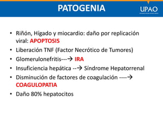 SECCIÓN DE POSTGRADO DE CIENCIAS DE LA COMUNICACIÓN
PATOGENIA
• Riñón, Hígado y miocardio: daño por replicación
viral: APOPTOSIS
• Liberación TNF (Factor Necrótico de Tumores)
• Glomerulonefritis--- IRA
• Insuficiencia hepática -- Síndrome Hepatorrenal
• Disminución de factores de coagulación ----
COAGULOPATIA
• Daño 80% hepatocitos
 