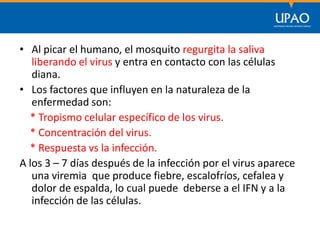 SECCIÓN DE POSTGRADO DE CIENCIAS DE LA COMUNICACIÓN
• Al picar el humano, el mosquito regurgita la saliva
liberando el virus y entra en contacto con las células
diana.
• Los factores que influyen en la naturaleza de la
enfermedad son:
* Tropismo celular específico de los virus.
* Concentración del virus.
* Respuesta vs la infección.
A los 3 – 7 días después de la infección por el virus aparece
una viremia que produce fiebre, escalofríos, cefalea y
dolor de espalda, lo cual puede deberse a el IFN y a la
infección de las células.
 