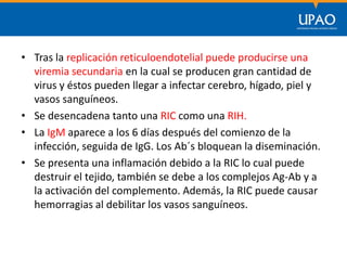 SECCIÓN DE POSTGRADO DE CIENCIAS DE LA COMUNICACIÓN
• Tras la replicación reticuloendotelial puede producirse una
viremia secundaria en la cual se producen gran cantidad de
virus y éstos pueden llegar a infectar cerebro, hígado, piel y
vasos sanguíneos.
• Se desencadena tanto una RIC como una RIH.
• La IgM aparece a los 6 días después del comienzo de la
infección, seguida de IgG. Los Ab´s bloquean la diseminación.
• Se presenta una inflamación debido a la RIC lo cual puede
destruir el tejido, también se debe a los complejos Ag-Ab y a
la activación del complemento. Además, la RIC puede causar
hemorragias al debilitar los vasos sanguíneos.
 
