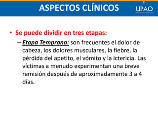 SECCIÓN DE POSTGRADO DE CIENCIAS DE LA COMUNICACIÓN
ASPECTOS CLÍNICOS
• Se puede dividir en tres etapas:
– Etapa Temprana: son frecuentes el dolor de
cabeza, los dolores musculares, la fiebre, la
pérdida del apetito, el vómito y la ictericia. Las
víctimas a menudo experimentan una breve
remisión después de aproximadamente 3 a 4
días.
 