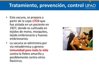 SECCIÓN DE POSTGRADO DE CIENCIAS DE LA COMUNICACIÓN
Tratamiento, prevención, control
• Esta vacuna, se prepara a
partir de la cepa 17CD que
fue aislada en un paciente en
1927, donde es cultivada en
tejidos de mono, mosquitos,
tejido embrionario y huevos
embrionarios.
• La vacuna se administra por
vía intradérmica y genera
inmunidad para toda la vida
contra la fiebre amarilla y
posiblemente contra otros
flavivirus.
 