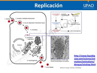 SECCIÓN DE POSTGRADO DE CIENCIAS DE LA COMUNICACIÓN
Replicación
http://www.liquidjig
saw.com/science/ani
mation/animations/
dengue/viralrep.html
 