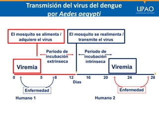 SECCIÓN DE POSTGRADO DE CIENCIAS DE LA COMUNICACIÓN
Transmisión del virus del dengue
por Aedes aegypti
Viremia Viremia
Período de
incubación
extrínseca
Días
0 5 8 12 16 20 24 28
Humano 1 Humano 2
El mosquito se alimenta /
adquiere el virus
El mosquito se realimenta /
transmite el virus
Período de
incubación
intrínseca
Enfermedad Enfermedad
 