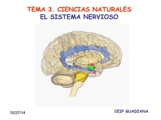 10/27/14 
TEMA 3. CIENCIAS NATURALES 
EL SISTEMA NERVIOSO 
CEIP GUADIANA 
 