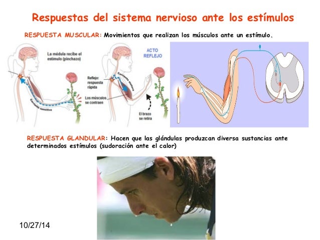 Tema 3 EL SISTEMA NERVIOSO