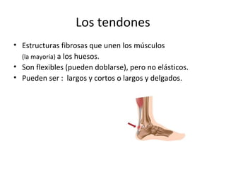Los tendones 
• Estructuras fibrosas que unen los músculos 
(la mayoría) a los huesos. 
• Son flexibles (pueden doblarse), pero no elásticos. 
• Pueden ser : largos y cortos o largos y delgados. 
 