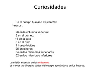 Curiosidades 
En el cuerpo humano existen 208 
huesos : 
26 en la columna vertebral 
8 en el cráneo. 
14 en la cara 
8 en el oído 
1 hueso hioides 
25 en el tórax 
64 en los miembros superiores 
62 en los miembros inferiores 
La misión esencial de los músculos: 
es mover las diversas partes del cuerpo apoyándose en los huesos. 
 