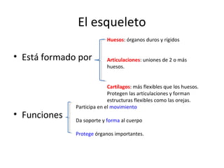 El esqueleto 
• Está formado por 
• Funciones 
Huesos: órganos duros y rígidos 
Articulaciones: uniones de 2 o más 
huesos. 
Cartílagos: más flexibles que los huesos. 
Protegen las articulaciones y forman 
estructuras flexibles como las orejas. 
Participa en el movimiento 
Da soporte y forma al cuerpo 
Protege órganos importantes. 
 
