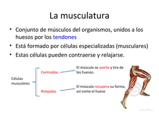 La musculatura 
• Conjunto de músculos del organismos, unidos a los 
huesos por los tendones 
• Está formado por células especializadas (musculares) 
• Estas células pueden contraerse y relajarse. 
Células 
musculares 
Contraídas 
Relajadas 
El músculo se acorta y tira de 
los huesos. 
El músculo recupera su forma, 
así como el hueso 
 