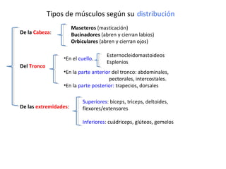 Tipos de músculos según su distribución 
De la Cabeza: 
Del Tronco 
De las extremidades: 
Maseteros (masticación) 
Bucinadores (abren y cierran labios) 
Orbiculares (abren y cierran ojos) 
Esternocleidomastoideos 
Esplenios 
•En el cuello. 
•En la parte anterior del tronco: abdominales, 
pectorales, intercostales. 
•En la parte posterior: trapecios, dorsales 
Superiores: biceps, triceps, deltoides, 
flexores/extensores 
Inferiores: cuádriceps, glúteos, gemelos 
 