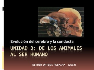 Evolución del cerebro y la conducta

UNIDAD 3: DE LOS ANIMALES
AL SER HUMANO
ESTHER ORTEGA ROBAINA

(2013)

 