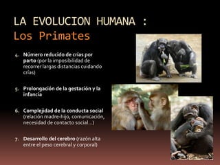 Primates Humanos Tema 3 evolucion | PPTX