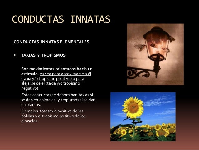 Tema 3 evolucion