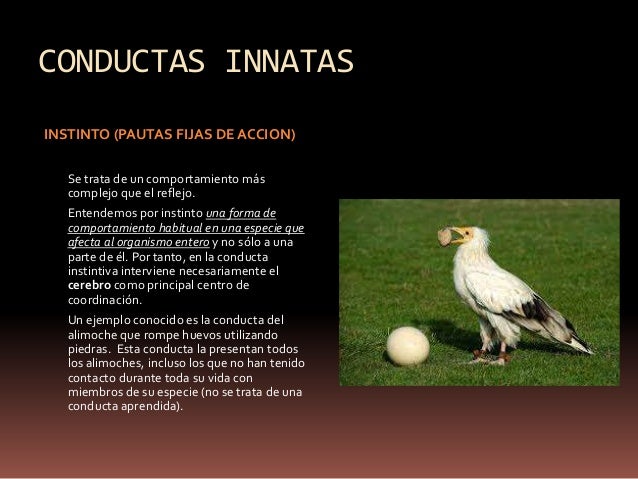 Tema 3 evolucion