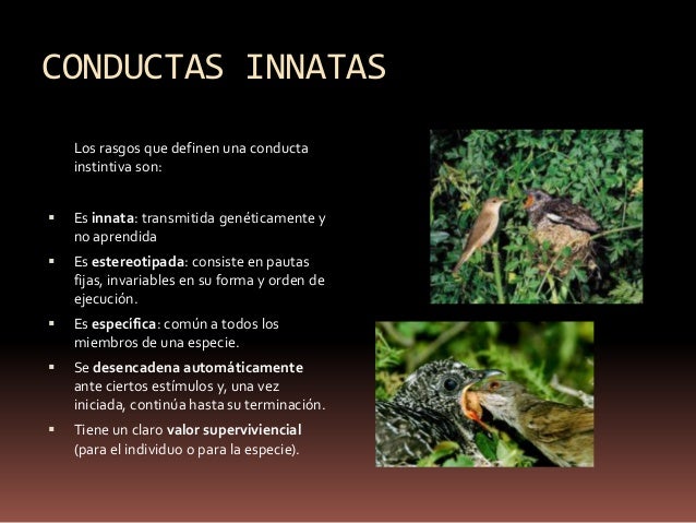 Tema 3 evolucion