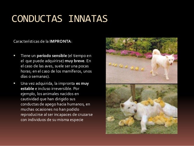Tema 3 evolucion