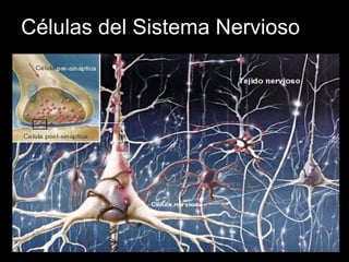 Células del Sistema Nervioso
 