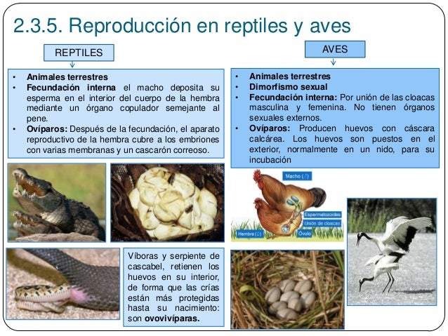 Resultado de imagen para reproduccion en reptiles ciclo