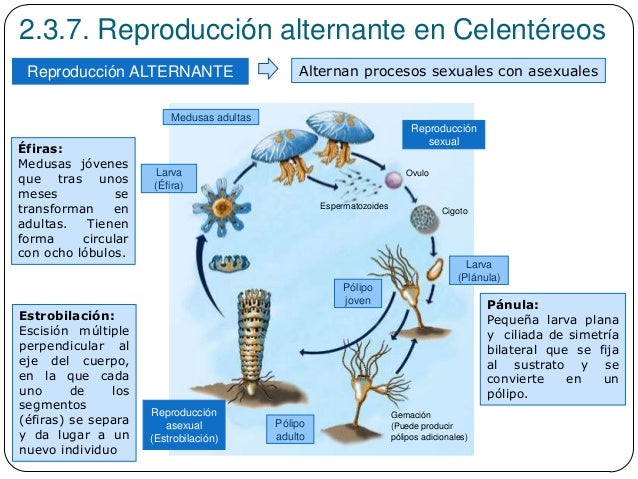 Imagen relacionada