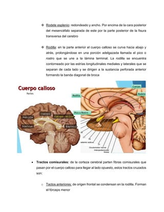 Tema 3 configuración externa de cerebro y cerebelo | PDF