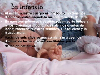 La infancia Al nacer,  nuestro   cuerpo es inmaduro ; no tenemos dientes,  nuestro   esqueleto no  está formado del todo. En nuestros primeros tres años pasamos de bebes a niños. Crecemos mucho, nos salen los dientes de leche; maduran nuestros sentidos, el esqueleto y la musculatura. Hacia los seis años se  nos   comienzan a caer los die ntes  de leche, que son sustituidos por la dentición definitiva 