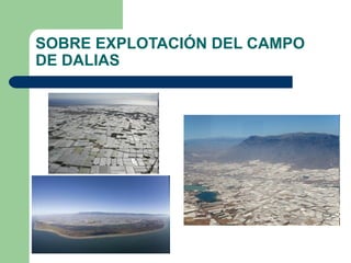 SOBRE EXPLOTACIÓN DEL CAMPO
DE DALIAS
 