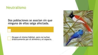 Neutralismo
Dos poblaciones se asocian sin que
ninguna de ellas salga afectada.

Ocupan el mismo hábitat, pero no luchan
drásticamente por el alimento y el espacio.

 
