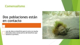 Comensalismo

Dos poblaciones están
en contacto
una de ellas se beneficia pero la otra no resulta
afectada como consecuencia del beneficio que
obtiene la primera.

 