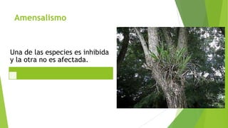 Amensalismo

Una de las especies es inhibida
y la otra no es afectada.

 