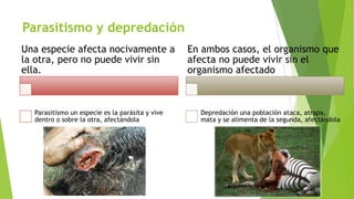 Parasitismo y depredación
Una especie afecta nocivamente a
la otra, pero no puede vivir sin
ella.

Parasitismo un especie es la parásita y vive
dentro o sobre la otra, afectándola

En ambos casos, el organismo que
afecta no puede vivir sin el
organismo afectado

Depredación una población ataca, atrapa,
mata y se alimenta de la segunda, afectándola

 