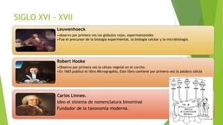 SIGLO XVI - XVII
Leuwenhoeck
•observo por primera ves los glóbulos rojos, espermatozoides
•Fue el precursor de la biología experimental, la biología celular y la microbiología.

Robert Hooke
•Observo por primera ves la célula vegetal en el corcho.
•En 1665 publicó el libro Micrographía, Este libro contiene por primera vez la palabra célula

Carlos Linneo.
Ideo el sistema de nomenclatura binominal
Fundador de la taxonomía moderna.

 