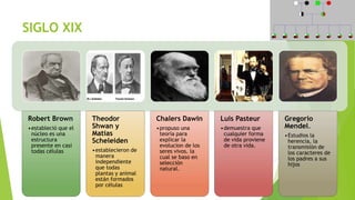 SIGLO XIX

Robert Brown
•estableció que el
núcleo es una
estructura
presente en casi
todas células

Theodor
Shwan y
Matias
Scheleiden
•establecieron de
manera
independiente
que todas
plantas y animal
están formados
por células

Chalers Dawin

Luis Pasteur

•propuso una
teoría para
explicar la
evolucion de los
seres vivos. la
cual se baso en
selección
natural.

•demuestra que
cualquier forma
de vida proviene
de otra vida.

Gregorio
Mendel.
•Estudios la
herencia, la
transmisión de
los caracteres de
los padres a sus
hijos

 