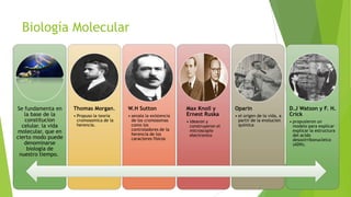 Biología Molecular

Se fundamenta en
la base de la
constitucion
celular. la vida
molecular, que en
cierto modo puede
denominarse
biología de
nuestro tiempo.

Thomas Morgan.

W.H Sutton

• Propuso la teoría
cromosomica de la
herencia.

• senala la existencia
de los cromosomas
como los
controladores de la
herencia de los
caracteres físicos

Max Knoll y
Ernest Ruska
• idearon y
construyeron el
microscopio
electronico

Oparin
• el origen de la vida, a
partir de la evolucion
quimica

D.J Watson y F. H.
Crick
• propusieron un
modelo para explicar
explicar la estructura
del acido
desoxirribonucleico
(ADN).

 