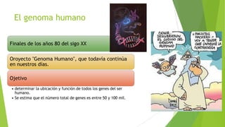 El genoma humano
Finales de los años 80 del sigo XX
Oroyecto "Genoma Humano", que todavía continúa
en nuestros días.
Ojetivo
• determinar la ubicación y función de todos los genes del ser
humano.
• Se estima que el número total de genes es entre 50 y 100 mil.

 