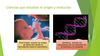 Ciencias que estudian el origen y evolución

Embriología: estudia las etapas
de desarrollo desde la
fecundación hasta el nacimiento.

Genética: estudia los
mecanismos de la trasmisión de
la herencia y la variación

 