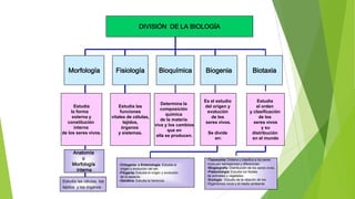 DIVISIÓN DE LA BIOLOGÍA

Morfología

Estudia
la forma
externa y
constitución
interna
de los seres vivos.

Anatomía
o
Morfología
interna
Estudia las células, los
tejidos y los órganos.

Fisiología

Bioquímica

Estudia las
funciones
vitales de células,
tejidos,
órganos
y sistemas.

Determina la
composición
química
de la materia
viva y los cambios
que en
ella se producen.

•Ontogenia: o Embriología: Estudia el
origen y evolución del ser.
•Filogenia: Estudia el origen y evolución
de la especie.
•Genética: Estudia la herencia.

Biogenia

Biotaxia

Es el estudio
del origen y
evolución
de los
seres vivos.

Estudia
el orden
y clasificación
de los
seres vivos
y su
distribución
en el mundo

Se divide
en:

•Taxonomía: Ordena y clasifica a los seres
vivos por semejanzas y diferencias.
•Biogeografía: Distribución de los seres vivos.
•Paleontología: Estudia los fósiles
de animales y vegetales.
•Ecología : Estudio de la relación de los
Organismos vivos y el medio ambiente.

 