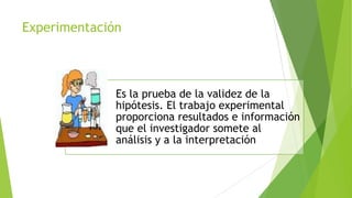 Experimentación

Es la prueba de la validez de la
hipótesis. El trabajo experimental
proporciona resultados e información
que el investigador somete al
análisis y a la interpretación

 