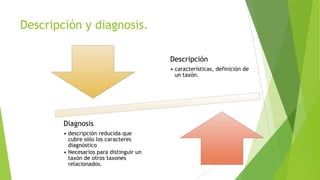 Descripción y diagnosis.
Descripción
• características, definición de
un taxón.

Diagnosis
• descripción reducida que
cubre sólo los caracteres
diagnóstico
• Necesarios para distinguir un
taxón de otros taxones
relacionados.

 