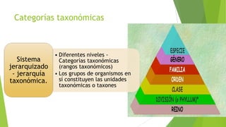 Categorías taxonómicas

Sistema
jerarquizado
- jerarquía
taxonómica.

• Diferentes niveles Categorías taxonómicas
(rangos taxonómicos)
• Los grupos de organismos en
sí constituyen las unidades
taxonómicas o taxones

 