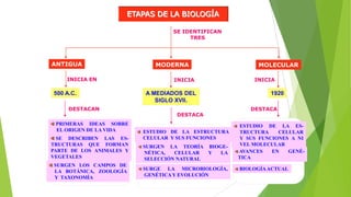 ETAPAS DE LA BIOLOGÍA
SE IDENTIFICAN
TRES

ANTIGUA
INICIA EN

500 A.C.
DESTACAN
PRIMERAS IDEAS SOBRE
EL ORIGEN DE LA VIDA

MODERNA
INICIA

A MEDIADOS DEL
SIGLO XVII.
DESTACA
ESTUDIO DE LA ESTRUCTURA
CELULAR Y SUS FUNCIONES

SE DESCRIBEN LAS ESTRUCTURAS QUE FORMAN
PARTE DE LOS ANIMALES Y
VEGETALES

SURGEN LA TEORÍA BIOGENÉTICA,
CELULAR
Y
LA
SELECCIÓN NATURAL

SURGEN LOS CAMPOS DE
LA BOTÁNICA, ZOOLOGÍA
Y TAXONOMÍA

SURGE LA MICROBIOLOGÍA,
GENÉTICA Y EVOLUCIÓN

MOLECULAR
INICIA

1920
DESTACA
ESTUDIO DE LA ESTRUCTURA
CELULAR
Y SUS FUNCIONES A NI
VEL MOLECULAR
AVANCES
EN
GENÉTICA
BIOLOGÍA ACTUAL

 