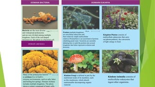 Bacteria are the most diverse 4 µm
and widespread prokaryotes
and are now divided among multiple
kingdoms. Each of the rod-shaped
structures in this photo is a bacterial cell.
DOMAIN ARCHAEA

Many of the prokaryotes known0.5 µm
as archaea live in Earth‘s
extreme environments, such as salty lakes
and boiling hot springs. Domain Archaea
includes multiple kingdoms. The photo
shows a colony composed of many cells.

100 µm

Protists (multiple kingdoms)
are unicellular eukaryotes and
their relatively simple multicellular
relatives.Pictured here is an assortment of protists
inhabiting pond water. Scientists are currently
debating how to split the protists into several
kingdoms that better represent evolution and
diversity.

Kindom Fungi is defined in part by the
nutritional mode of its members, such
as this mushroom, which absorb
nutrientsafter decomposing organic
material.

Kingdom Plantae consists of
multicellula eukaryotes that carry
out photosynthesis, the conversion
of light energy to food.

Kindom Animalia consists of
multicellular eukaryotes that
ingest other organisms.

 