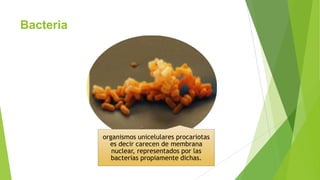 Bacteria

organismos unicelulares procariotas
es decir carecen de membrana
nuclear, representados por las
bacterias propiamente dichas.

 