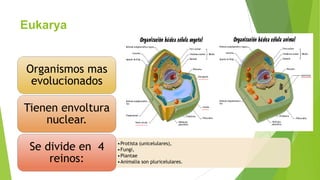 Eukarya

Organismos mas
evolucionados
Tienen envoltura
nuclear.
Se divide en 4
reinos:

•Protista (unicelulares),
•Fungi,
•Plantae
•Animalia son pluricelulares.

 