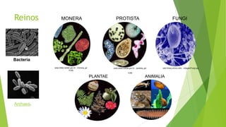 Reinos

MONERA

PROTISTA

FUNGI

Bacteria
www.biltek.tubitak.gov.tr/.../monera_gir
is.jpg

www.biltek.tubitak.gov.tr/.../protista_giri

web.library.emory.edu/.../images/Fungi.jpg

s.jpg

PLANTAE

Archaea.

ANIMALIA

 