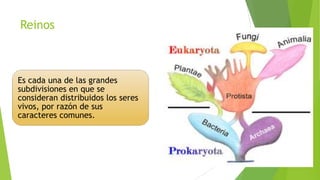 Reinos

Es cada una de las grandes
subdivisiones en que se
consideran distribuidos los seres
vivos, por razón de sus
caracteres comunes.

 