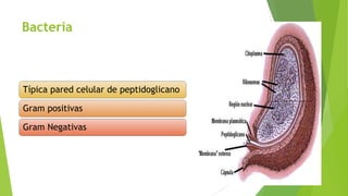 Bacteria

Típica pared celular de peptidoglicano
Gram positivas
Gram Negativas

 