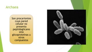 Archaea
Son procariontes
cuya pared
celular no
presenta
peptidoglicano
sino
glicoproteínas u
otros
compuestos

 