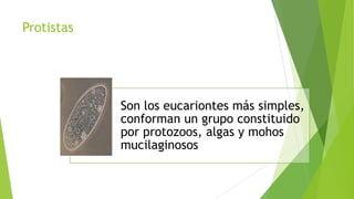 Protistas

Son los eucariontes más simples,
conforman un grupo constituido
por protozoos, algas y mohos
mucilaginosos

 